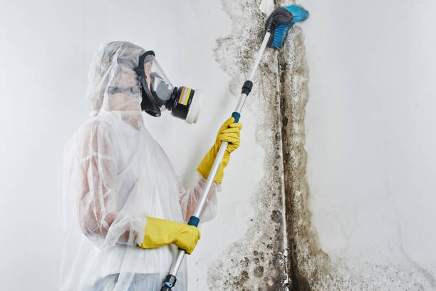 Best Commercial Mold Removal  in Sneedville, TN