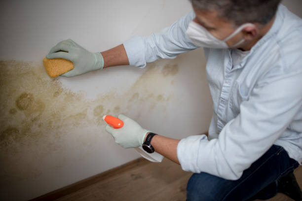 Best Mold Damage Repair  in Sneedville, TN