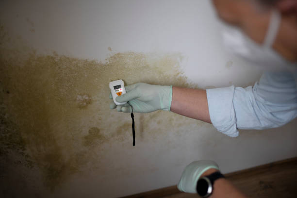 Professional Mold Removal in Sneedville, TN