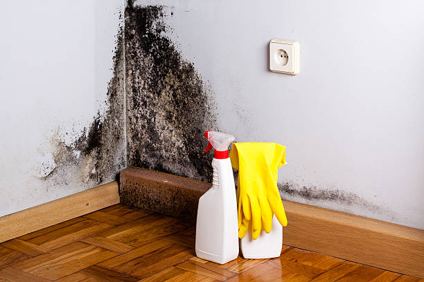 Best Fast Mold Removal  in Sneedville, TN