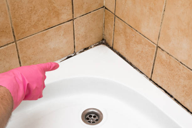 Best Mold Removal and Inspection  in Sneedville, TN