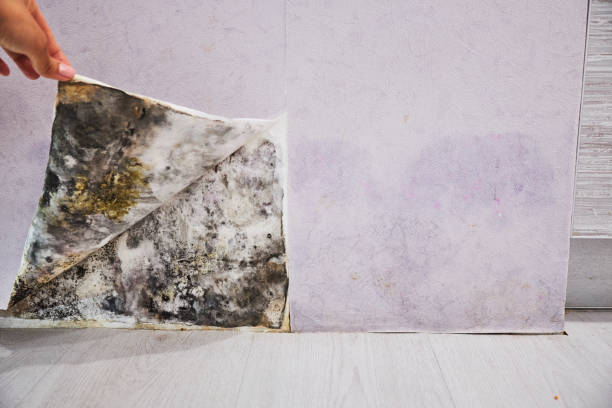 Best Mold Removal Process  in Sneedville, TN